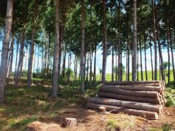 LOTE 40:Aproximadamente 1.086 Árvores de Pinus em Pé